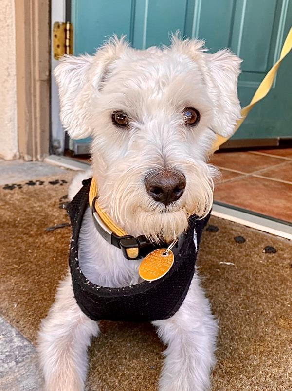 /Images/uploads/The Santa Fe New Mexican/santafepetcontest/entries/34012thumb.jpg